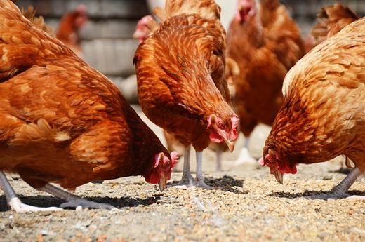 Solution To Five Chicken Feeding Problems