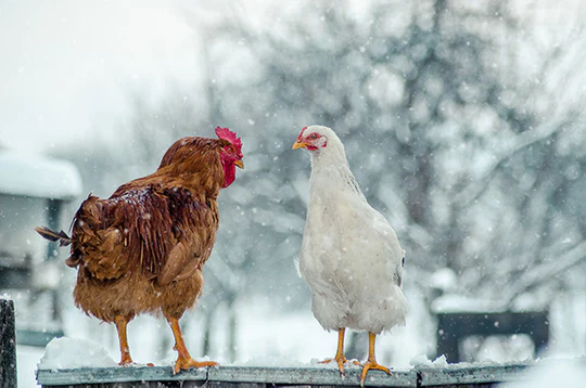 How To Keep Chickens Warm In Winter