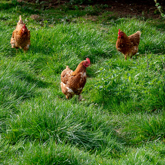 Tips For Selecting A Chicken Coop
