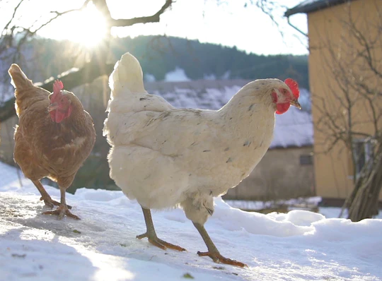 Protecting Your Chickens From Frostbite
