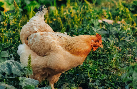 Friendliest Chicken Breeds