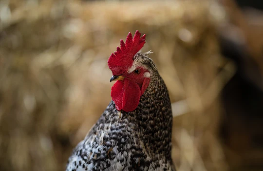 Winter Boredom Hacks For Chickens
