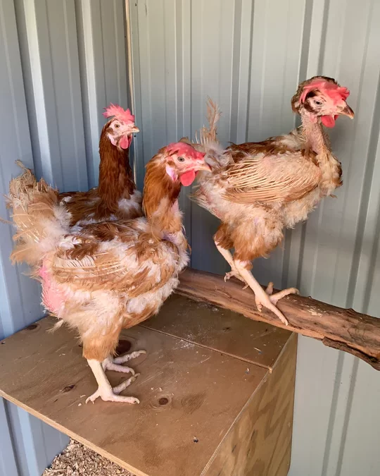 Chicken Molting – What Is It And What To Expect