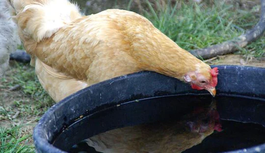 Tips On Keeping Chickens Hydrated