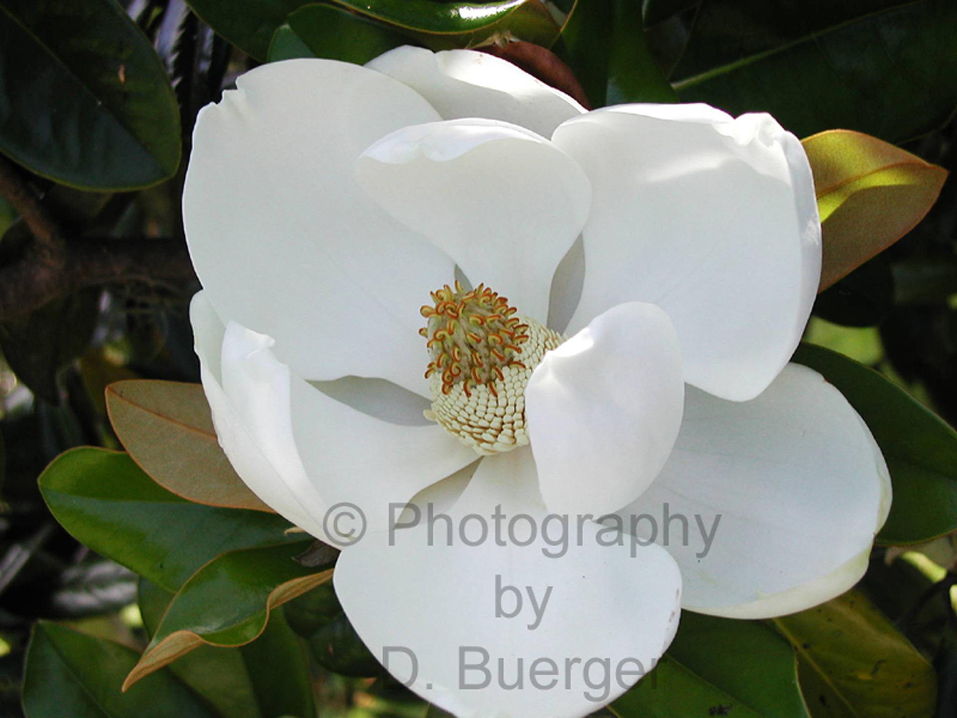 Magnolia