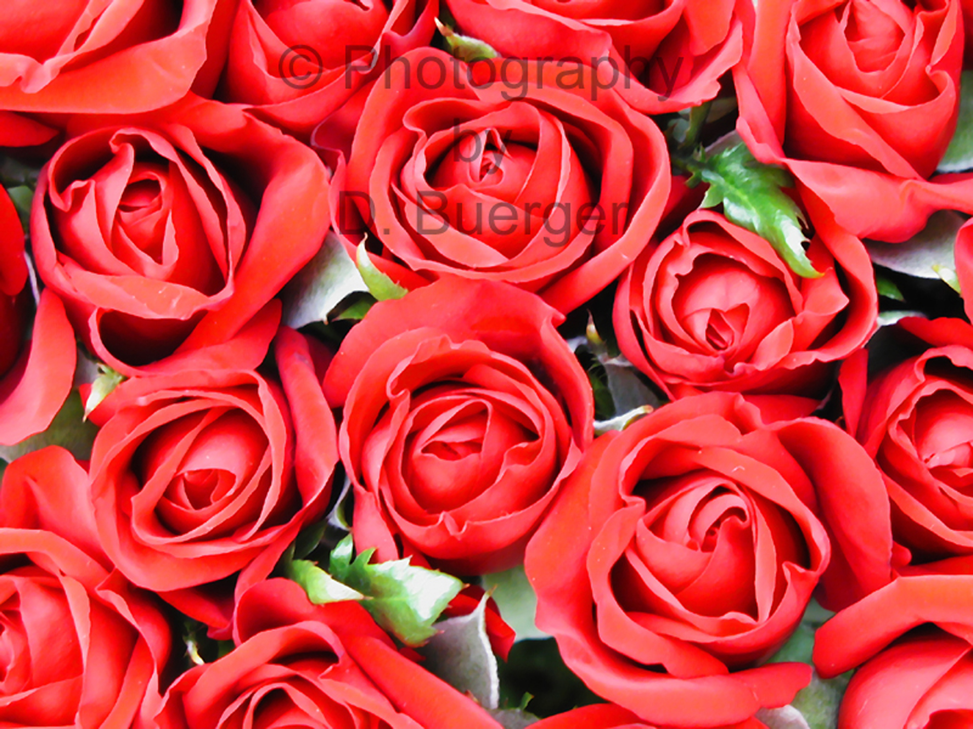 Roses Roses Everywhere