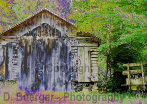 Shed in the Woods