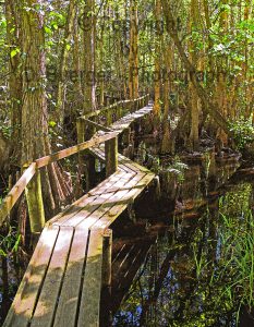 Swamp Walk