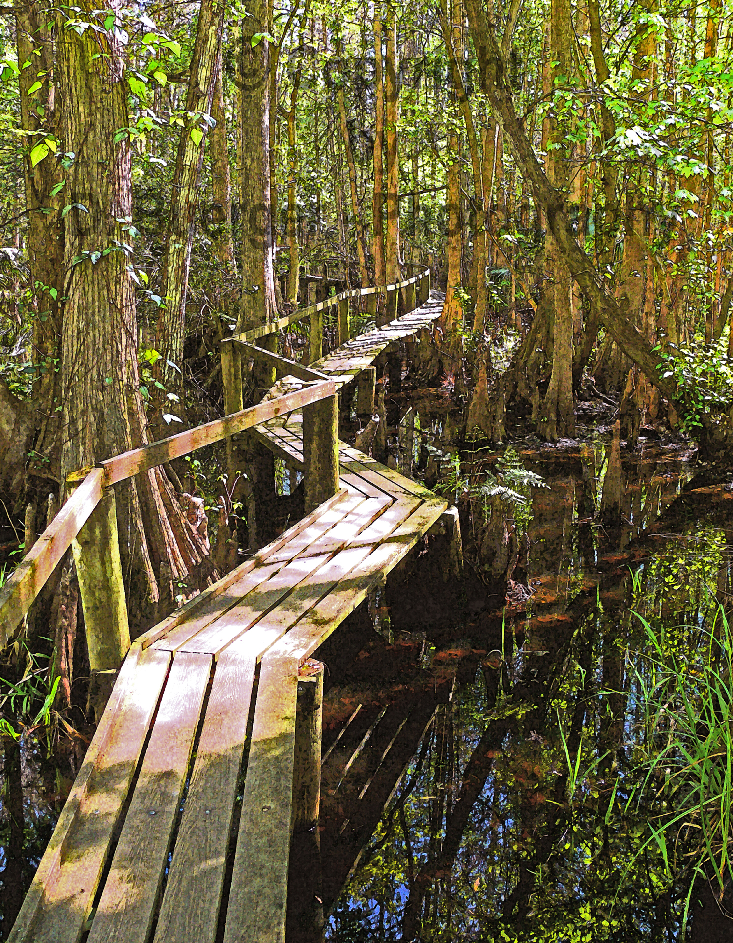 Swamp Walk