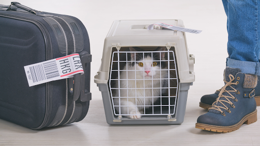 pet transportation service