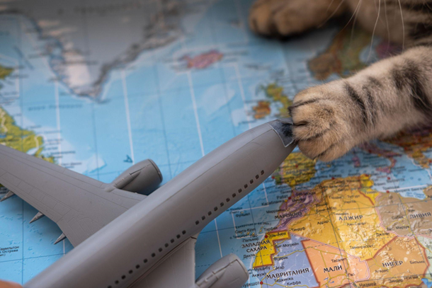 pet-shipping-restrictions
