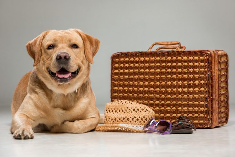 International Pet Travels: The Requirements and Documents Pet Owners Should Prepare